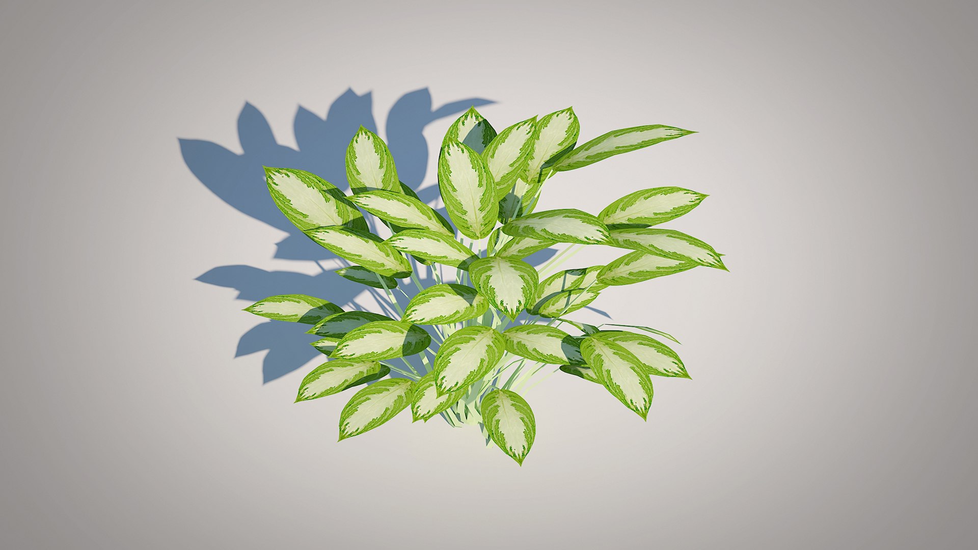 Aglaonema commutatum 3D model https://p.turbosquid.com/ts-thumb/9U/PamQTC/x2/5/jpg/1746336986/1920x1080/fit_q87/80362ad6fcfe577d4a8aea3b9f7a99e73c19dd18/5.jpg