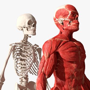Human Skeleton and Muscular System model