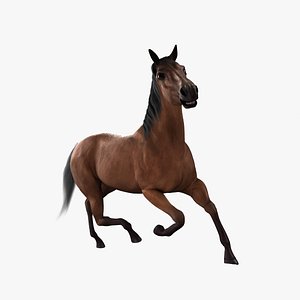 realistic horse 3d model