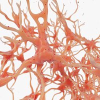 Neural Network