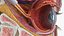 Detailed Human Eye Anatomy Cross Section 3D model