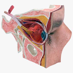 Detailed Human Eye Anatomy Cross Section
