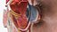 Detailed Human Eye Anatomy Cross Section 3D model