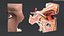 Detailed Human Eye Anatomy Cross Section 3D model