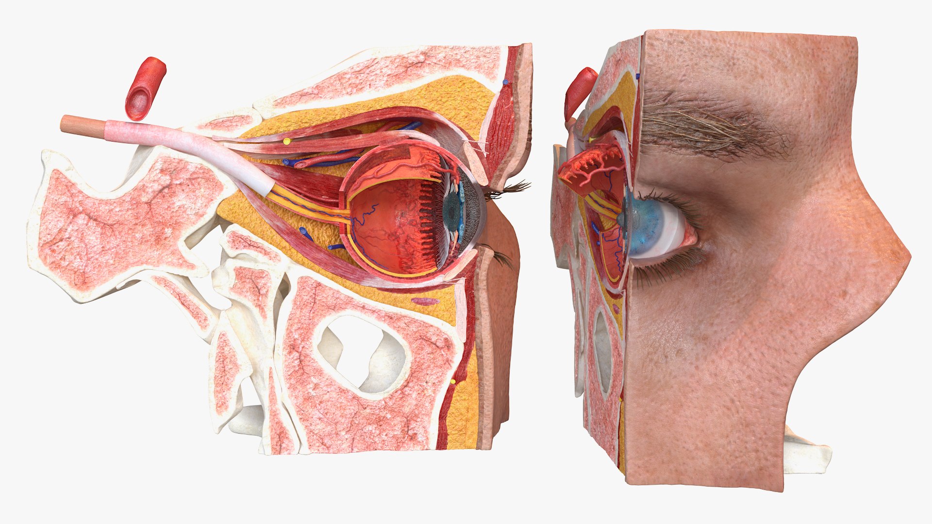 Detailed Human Eye Anatomy Cross Section 3D Model - TurboSquid 2386179