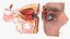 Detailed Human Eye Anatomy Cross Section 3D model