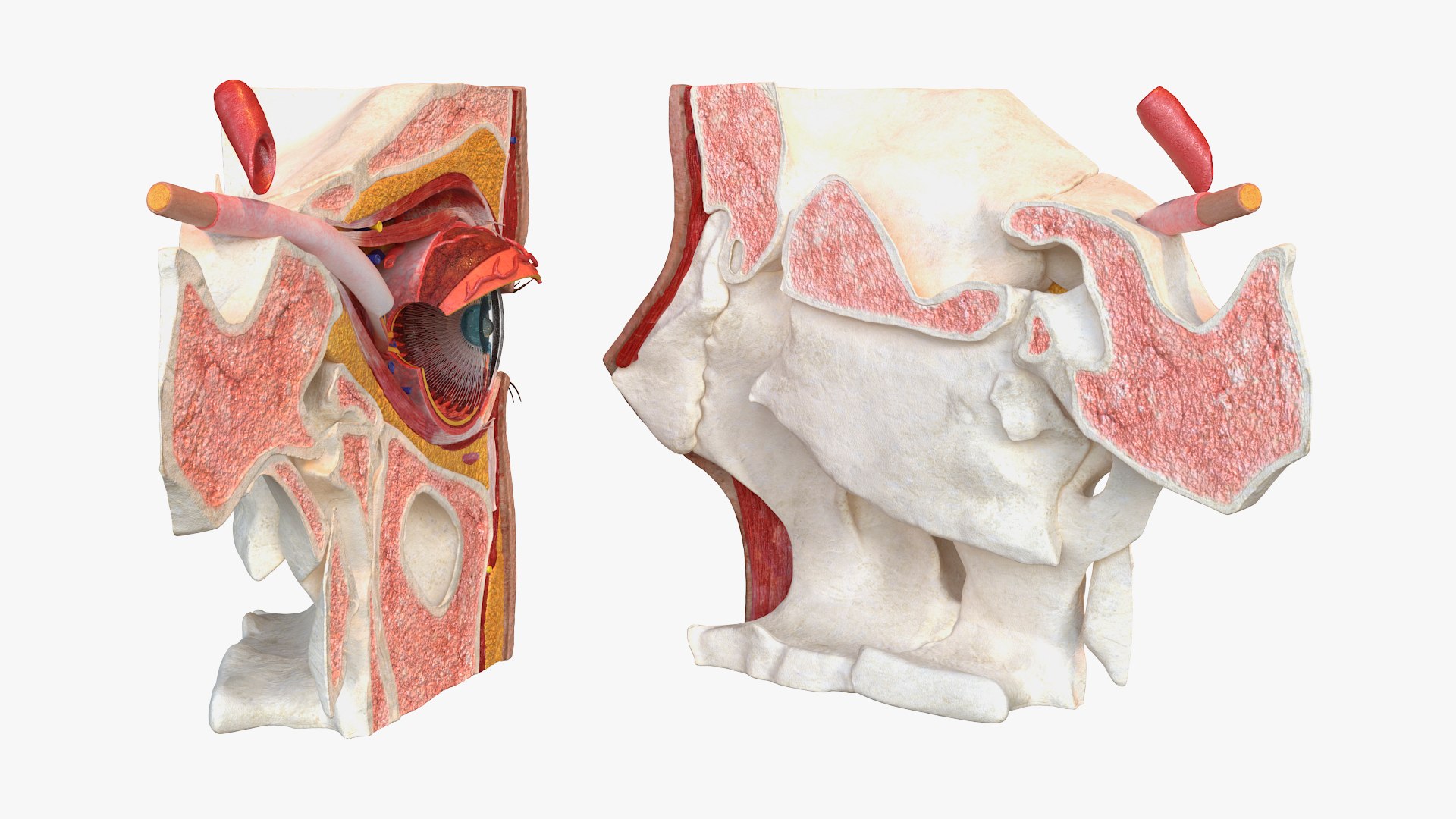 Detailed Human Eye Anatomy Cross Section 3D Model - TurboSquid 2386179