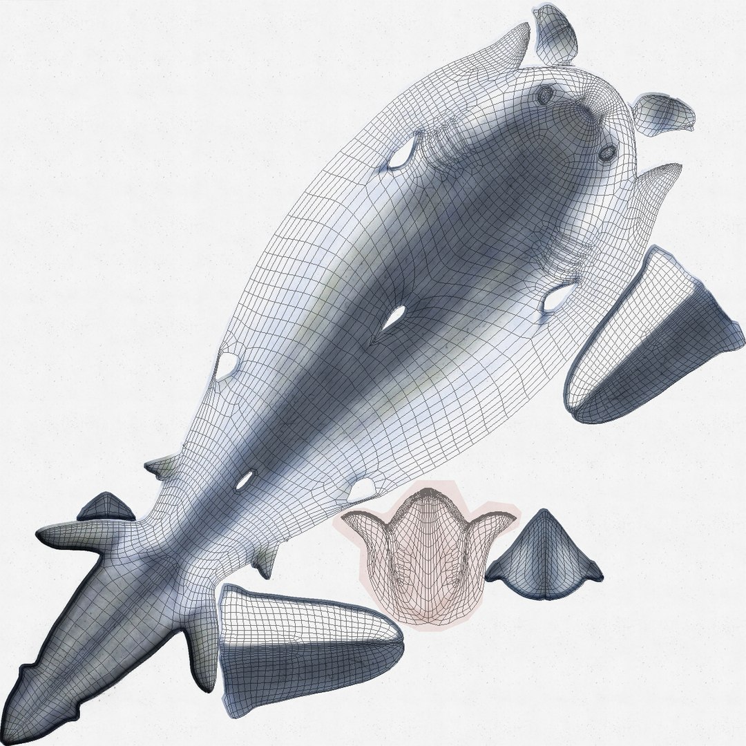 3d model blue shark rigged https://p.turbosquid.com/ts-thumb/9U/pBuLBh/0d3tuJJ9/bluesharkriggedcinema4d3dmodel26/jpg/1479141422/1920x1080/fit_q87/09e2343f9ed28eea95c2bf5691feba03e1a2c3c0/bluesharkriggedcinema4d3dmodel26.jpg