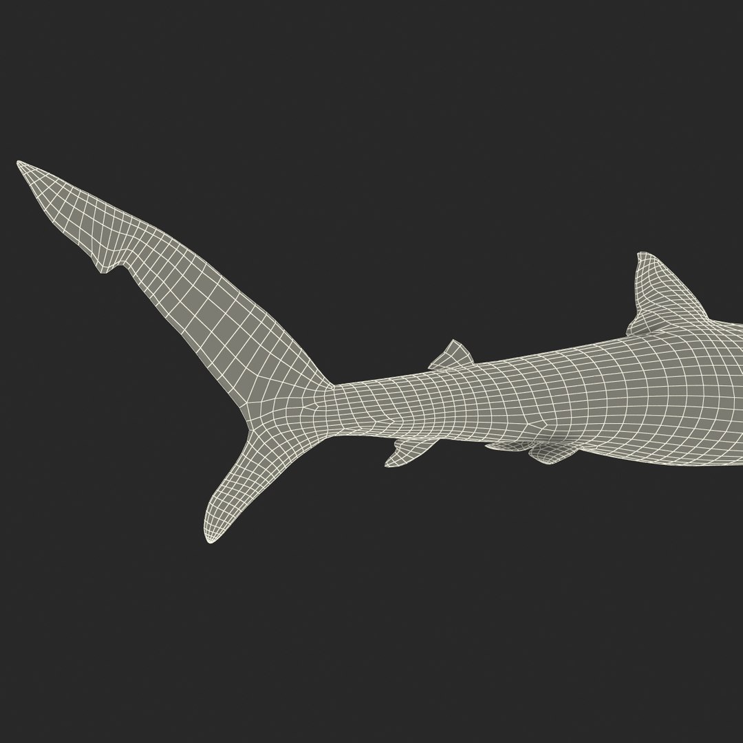 3d model blue shark rigged https://p.turbosquid.com/ts-thumb/9U/pBuLBh/1nH5dZOW/bluesharkriggedcinema4d3dmodel36/jpg/1479141423/1920x1080/fit_q87/2c187930677d0d39b10fbdbaf58a0eecc1ad1052/bluesharkriggedcinema4d3dmodel36.jpg