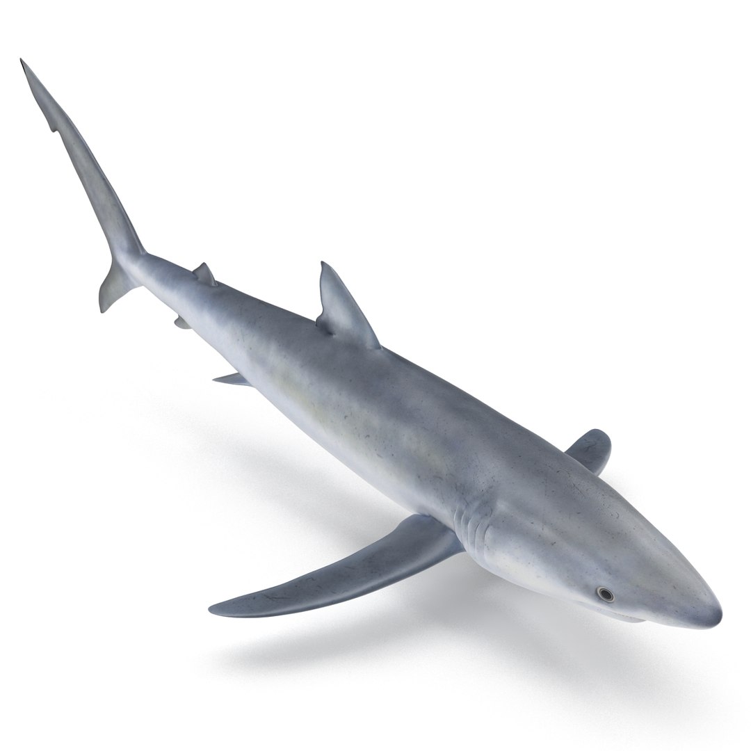 3d model blue shark rigged https://p.turbosquid.com/ts-thumb/9U/pBuLBh/2MFPQBL4/bluesharkriggedcinema4d3dmodel06/jpg/1479141422/1920x1080/fit_q87/412a762472014aeda52a4c75fb3ccc2648504cab/bluesharkriggedcinema4d3dmodel06.jpg