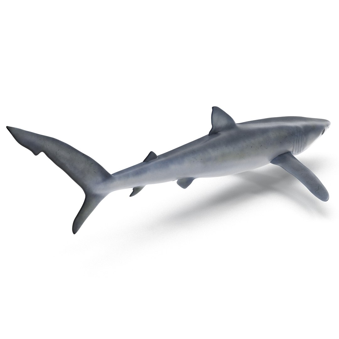 3d model blue shark rigged https://p.turbosquid.com/ts-thumb/9U/pBuLBh/2aSm9Cpc/bluesharkriggedcinema4d3dmodel08/jpg/1479141422/1920x1080/fit_q87/58dd9e077085b5547a649a435e87cfdcb296cfbe/bluesharkriggedcinema4d3dmodel08.jpg