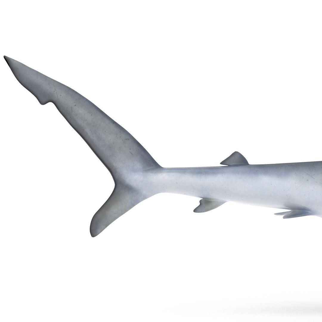 3d model blue shark rigged https://p.turbosquid.com/ts-thumb/9U/pBuLBh/5O7olwQ0/bluesharkriggedcinema4d3dmodel18/jpg/1479141422/1920x1080/fit_q87/7d877bf1f1168d7ae1c3c4b1381feb2c5b71b18a/bluesharkriggedcinema4d3dmodel18.jpg