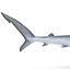 Blue Shark Rigged for Cinema 4D