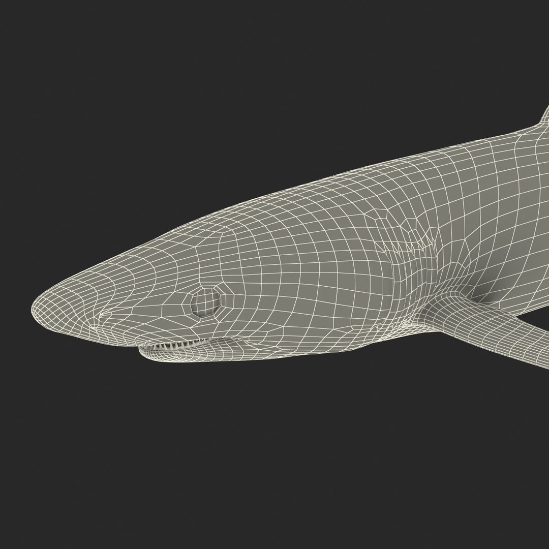 3d model blue shark rigged https://p.turbosquid.com/ts-thumb/9U/pBuLBh/7GOjU50P/bluesharkriggedcinema4d3dmodel35/jpg/1479141423/1920x1080/fit_q87/118b0e8c62b6bf84c97b054a6a70f1e85220d0fa/bluesharkriggedcinema4d3dmodel35.jpg