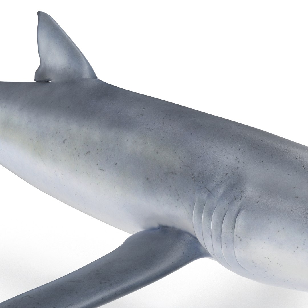 3d model blue shark rigged https://p.turbosquid.com/ts-thumb/9U/pBuLBh/84w09dXK/bluesharkriggedcinema4d3dmodel16/jpg/1479141422/1920x1080/fit_q87/19db9e471b4a7ad2c27183cb5f4580a58aa9f7c4/bluesharkriggedcinema4d3dmodel16.jpg