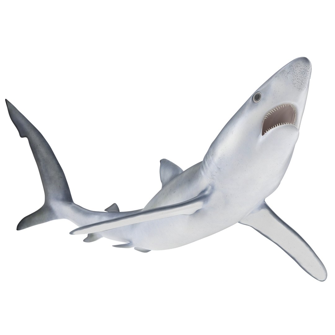 3d model blue shark rigged https://p.turbosquid.com/ts-thumb/9U/pBuLBh/8FRZCXiG/bluesharkriggedcinema4d3dmodel04/jpg/1479141422/1920x1080/fit_q87/0fe6119fe0009ca175716558c58495d7d5981b3f/bluesharkriggedcinema4d3dmodel04.jpg