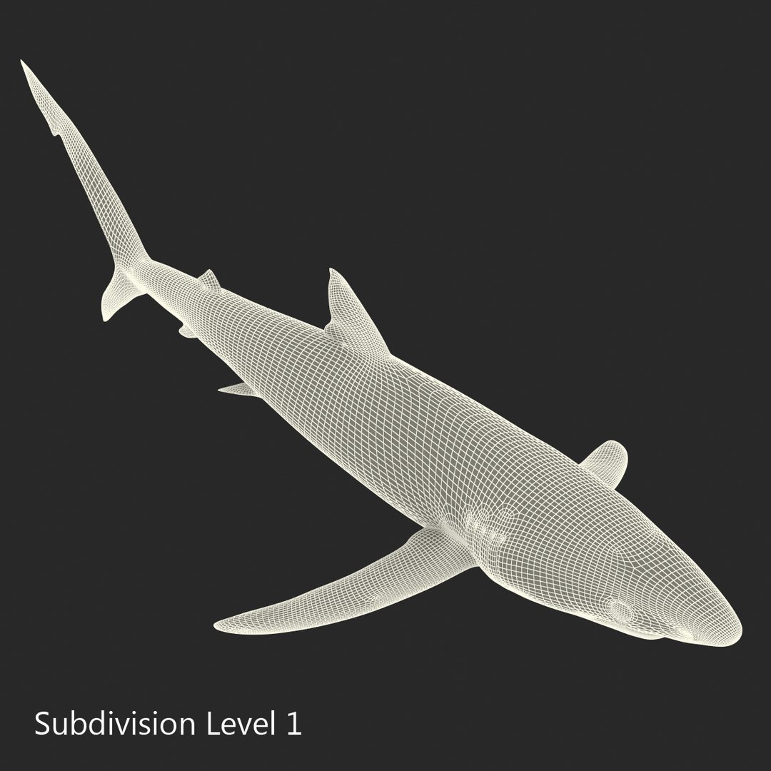 3d model blue shark rigged https://p.turbosquid.com/ts-thumb/9U/pBuLBh/92XBvF10/bluesharkriggedcinema4d3dmodel25/jpg/1479141422/1920x1080/fit_q87/e351ff78358e68aa933ea0ddfc7183afd69a4d7f/bluesharkriggedcinema4d3dmodel25.jpg