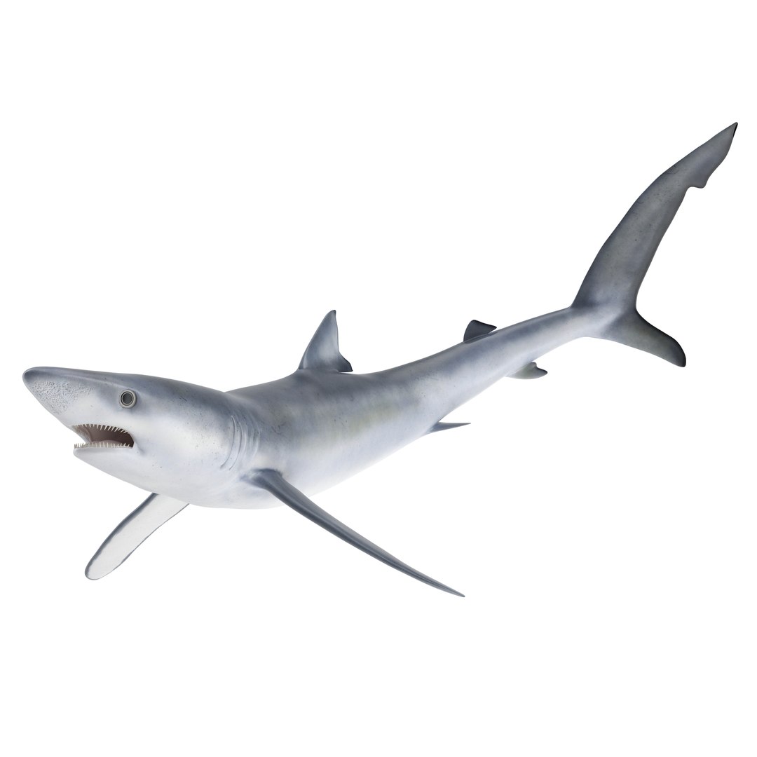 3d model blue shark rigged https://p.turbosquid.com/ts-thumb/9U/pBuLBh/9jbRSIZg/bluesharkriggedcinema4d3dmodel01/jpg/1479141422/1920x1080/fit_q87/e2f2d0dab1fd0af540736d7d8ed8cd7313a251ba/bluesharkriggedcinema4d3dmodel01.jpg