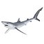 Blue Shark Rigged for Cinema 4D
