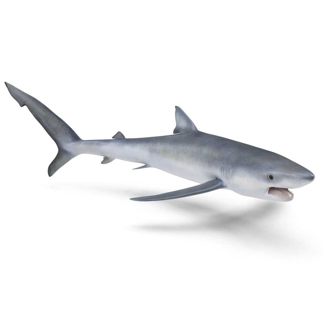 3d model blue shark rigged https://p.turbosquid.com/ts-thumb/9U/pBuLBh/AnsHk6f0/bluesharkriggedcinema4d3dmodel02/jpg/1479141422/1920x1080/fit_q87/c28f81557af06664b3e318888ae74ad8601cb4f1/bluesharkriggedcinema4d3dmodel02.jpg