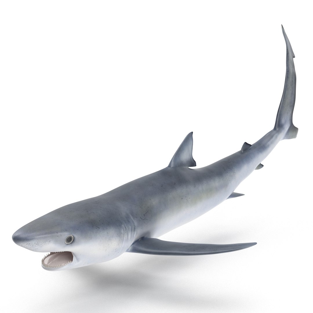 3d model blue shark rigged https://p.turbosquid.com/ts-thumb/9U/pBuLBh/JNKm5fVr/bluesharkriggedcinema4d3dmodel03/jpg/1479141422/1920x1080/fit_q87/9bae7dd68c9ed4249b2ca7a408a12892651da764/bluesharkriggedcinema4d3dmodel03.jpg