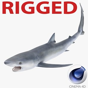 3d model blue shark rigged