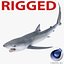 Blue Shark Rigged for Cinema 4D