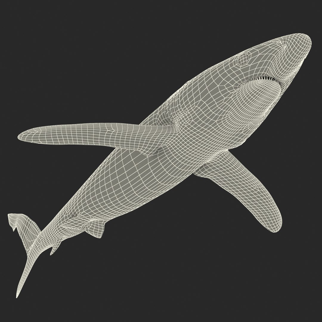 3d model blue shark rigged https://p.turbosquid.com/ts-thumb/9U/pBuLBh/MKhQYxIg/bluesharkriggedcinema4d3dmodel31/jpg/1479141422/1920x1080/fit_q87/5df781e179be9db62812ff024a161ed14caedc69/bluesharkriggedcinema4d3dmodel31.jpg