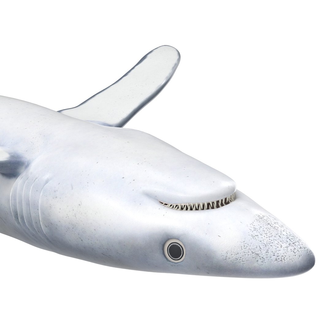 3d model blue shark rigged https://p.turbosquid.com/ts-thumb/9U/pBuLBh/PyoTs5Qb/bluesharkriggedcinema4d3dmodel19/jpg/1479141422/1920x1080/fit_q87/4da40c1d7ec08b0712e7b425c0bcc0aaa280bac0/bluesharkriggedcinema4d3dmodel19.jpg