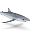 Blue Shark Rigged for Cinema 4D