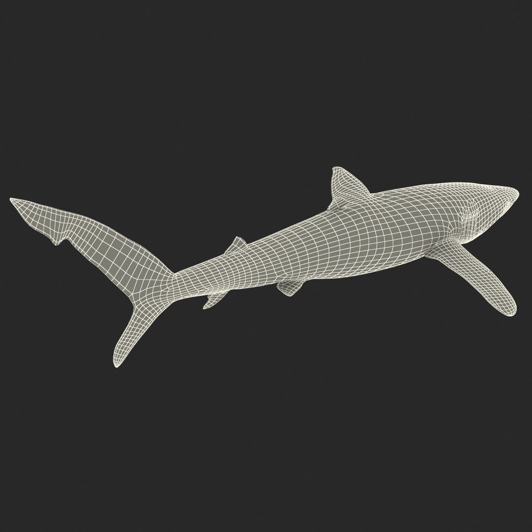 3d model blue shark rigged https://p.turbosquid.com/ts-thumb/9U/pBuLBh/V3ZrO9od/bluesharkriggedcinema4d3dmodel30/jpg/1479141422/1920x1080/fit_q87/6325aa4cd10adc3347d17a7169d4217e48ea79e7/bluesharkriggedcinema4d3dmodel30.jpg