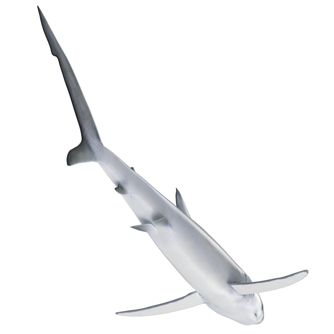 3d model blue shark rigged https://p.turbosquid.com/ts-thumb/9U/pBuLBh/bdiIm5Lw/bluesharkriggedcinema4d3dmodel10/jpg/1479141422/1920x1080/fit_q87/9d9f247c60d6a222aba8e07ffd8fb9868535f23e/bluesharkriggedcinema4d3dmodel10.jpg