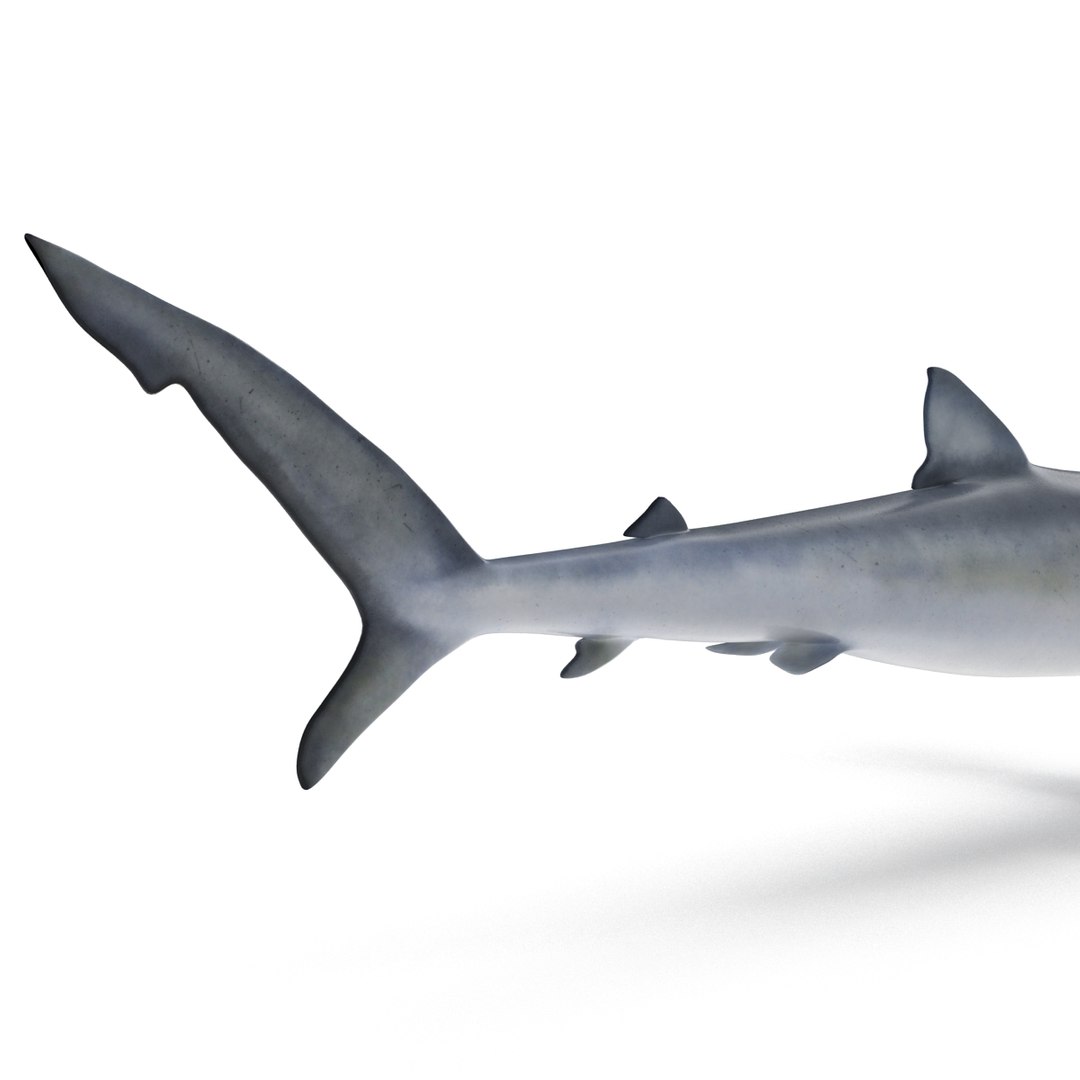 3d model blue shark rigged https://p.turbosquid.com/ts-thumb/9U/pBuLBh/cmT2aQ9C/bluesharkriggedcinema4d3dmodel14/jpg/1479141422/1920x1080/fit_q87/a5a24f3e90e3dfe812b13c25c1d8916054c674ec/bluesharkriggedcinema4d3dmodel14.jpg