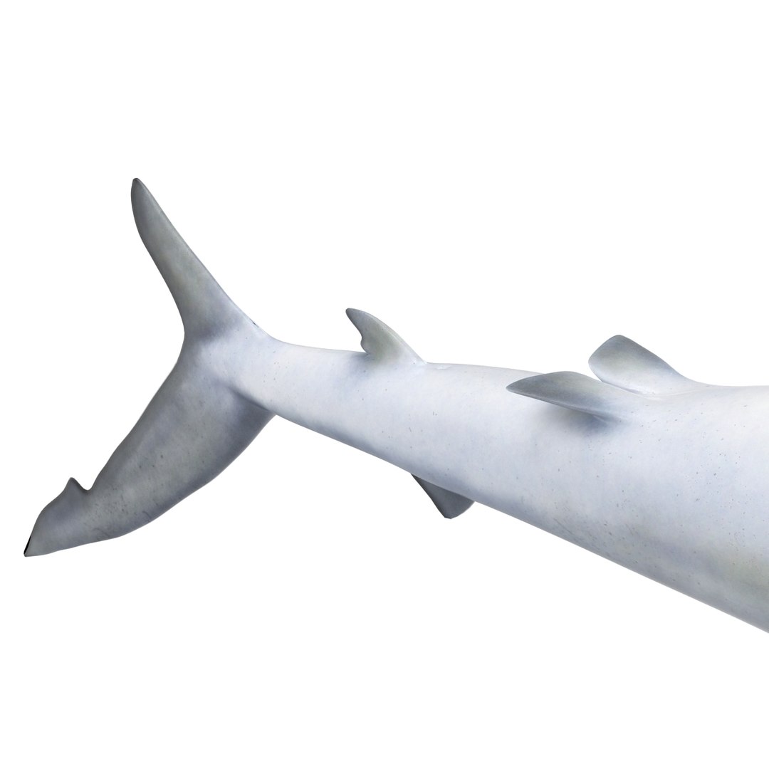 3d model blue shark rigged https://p.turbosquid.com/ts-thumb/9U/pBuLBh/d69mfBVI/bluesharkriggedcinema4d3dmodel20/jpg/1479141422/1920x1080/fit_q87/9c766c654512dfb868ec4edb1bd8e407185911bf/bluesharkriggedcinema4d3dmodel20.jpg