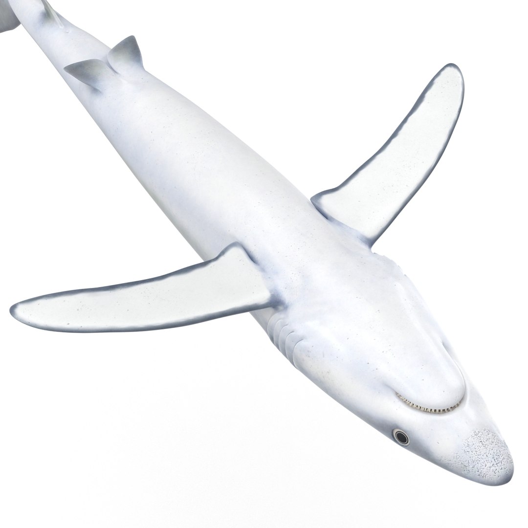 3d model blue shark rigged https://p.turbosquid.com/ts-thumb/9U/pBuLBh/g0sWB0ra/bluesharkriggedcinema4d3dmodel21/jpg/1479141422/1920x1080/fit_q87/9bc67e0392e8ce470253d05e764d1691d82a9e6b/bluesharkriggedcinema4d3dmodel21.jpg