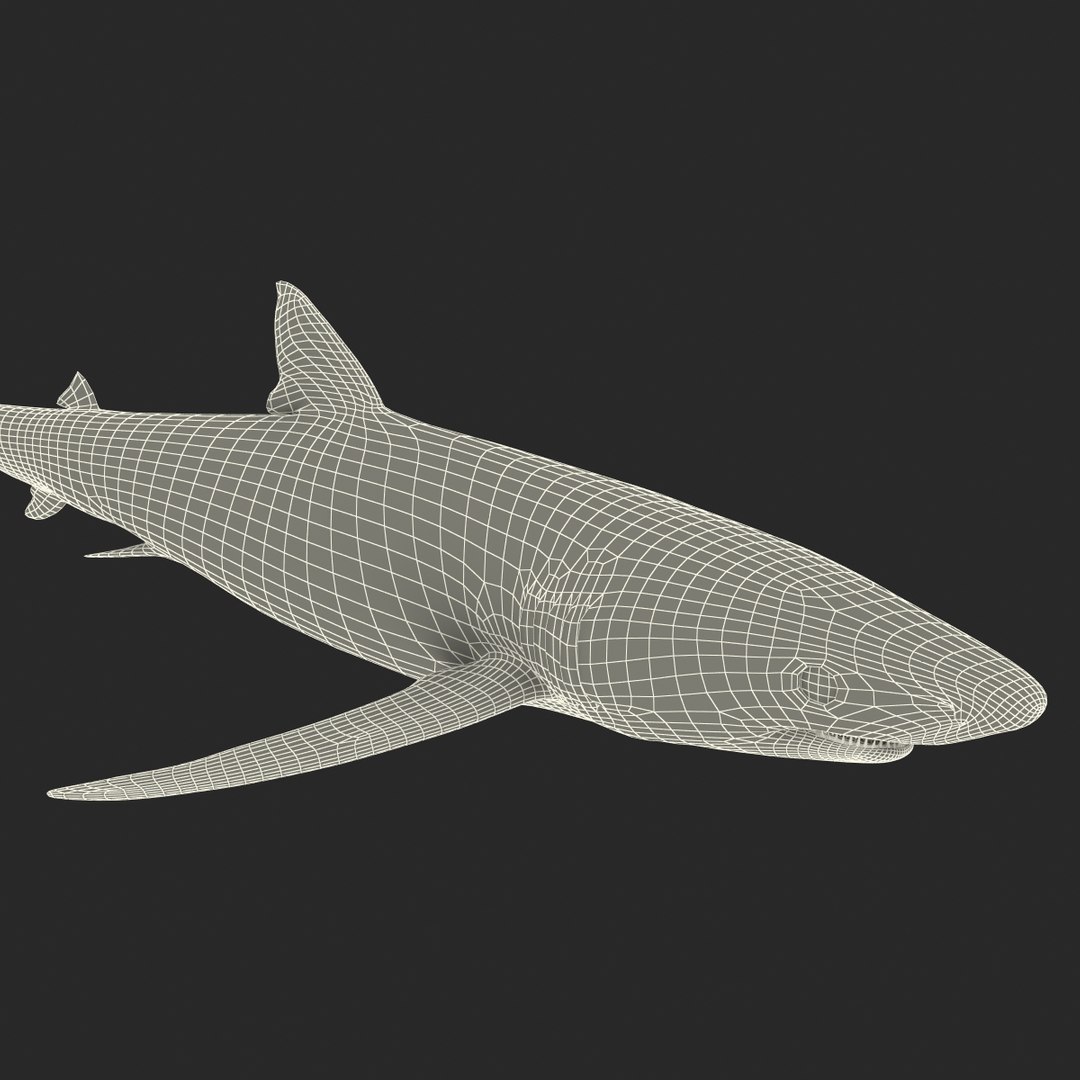 3d model blue shark rigged https://p.turbosquid.com/ts-thumb/9U/pBuLBh/oHxcKQp9/bluesharkriggedcinema4d3dmodel33/jpg/1479141423/1920x1080/fit_q87/43522471b916c449a2a198691a2505fe6e54dc96/bluesharkriggedcinema4d3dmodel33.jpg