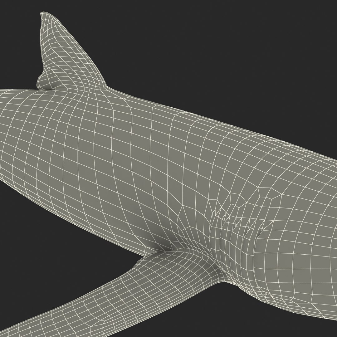 3d model blue shark rigged https://p.turbosquid.com/ts-thumb/9U/pBuLBh/rJruyaZi/bluesharkriggedcinema4d3dmodel37/jpg/1479141423/1920x1080/fit_q87/66a99cf73f11be1e567e61a6ea32ae2c1b939c9f/bluesharkriggedcinema4d3dmodel37.jpg
