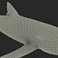 Blue Shark Rigged for Cinema 4D