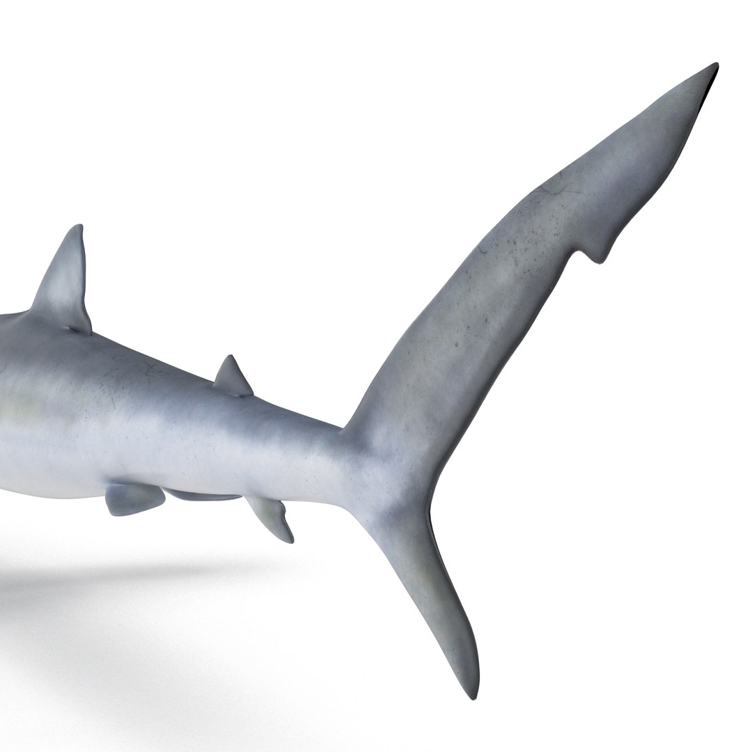 3d model blue shark rigged https://p.turbosquid.com/ts-thumb/9U/pBuLBh/vFb0vUuW/bluesharkriggedcinema4d3dmodel15/jpg/1479141422/1920x1080/fit_q87/05183a97c291e6515bd5df35c9677ded94506b62/bluesharkriggedcinema4d3dmodel15.jpg