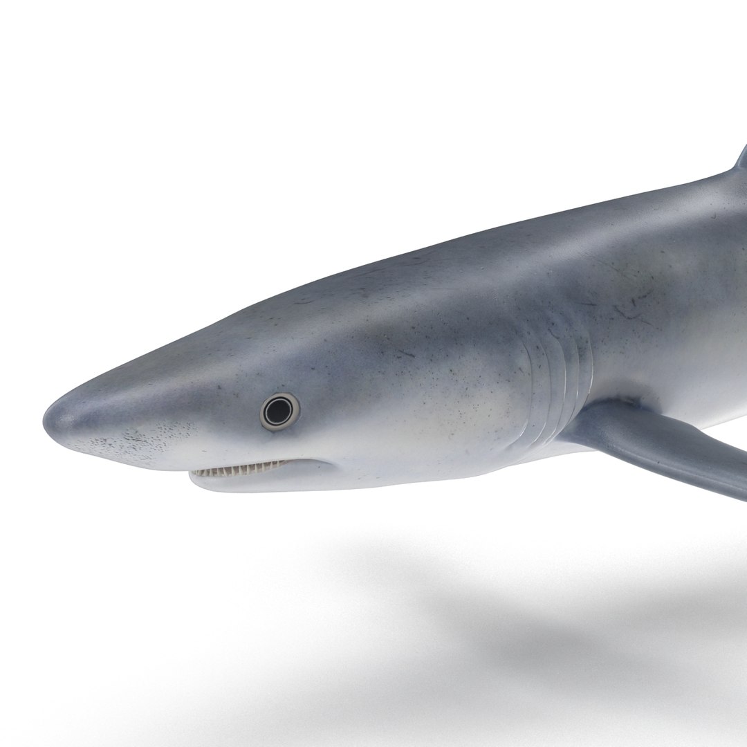 3d model blue shark rigged https://p.turbosquid.com/ts-thumb/9U/pBuLBh/y8zPw6hT/bluesharkriggedcinema4d3dmodel13/jpg/1479141422/1920x1080/fit_q87/71f2ace35e21135761a25fd44e2bcc7e62d124ad/bluesharkriggedcinema4d3dmodel13.jpg