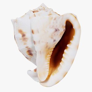 Shell Brown Remastered