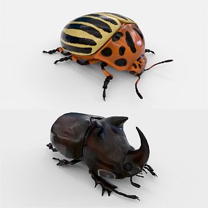 Rhinoceros and Colorado Beetles