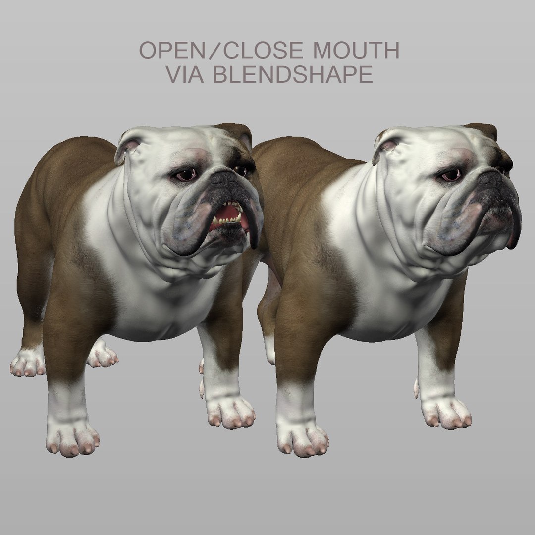 maya bulldog dog https://p.turbosquid.com/ts-thumb/9V/5zckm7/eQeKAs9W/p/jpg/1335016805/1920x1080/fit_q87/390c8269608d90d992388416d12a6e4515f0045c/p.jpg