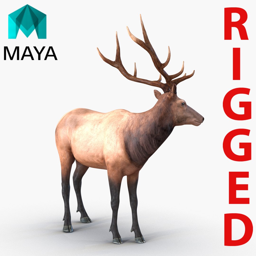3d elk rigged https://p.turbosquid.com/ts-thumb/9V/7JPHZO/jTre6bR8/elkrigged3dmodelmaya201600/jpg/1478028476/1920x1080/fit_q87/00f195593bb8f0dda3f82123b6d2c2aca4b7d034/elkrigged3dmodelmaya201600.jpg