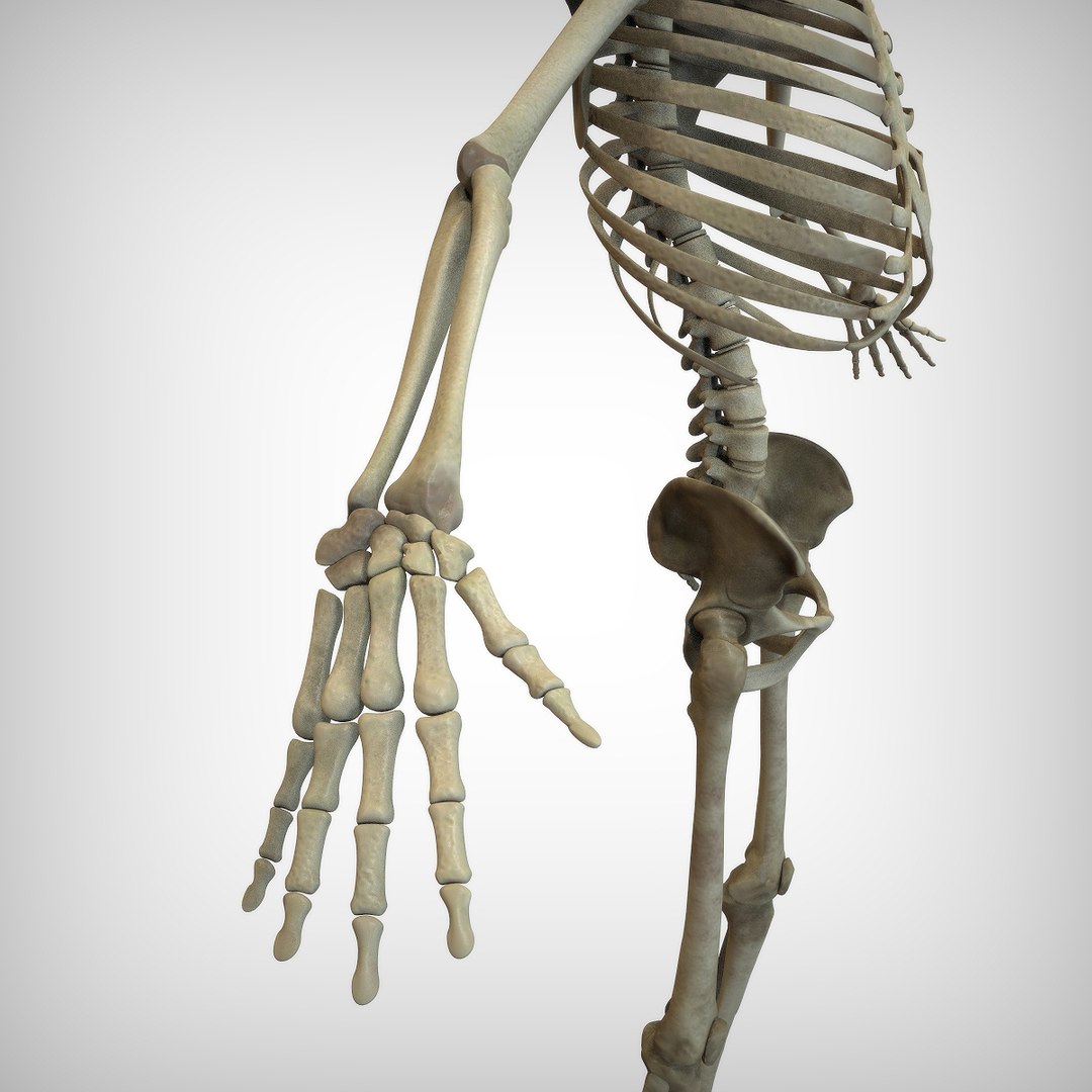 3D Human Skeletal - TurboSquid 1521153