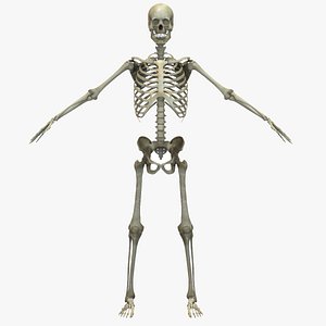 3D human skeletal