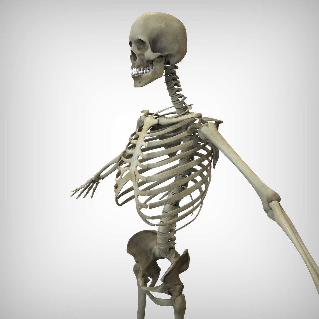 3D Human Skeletal - TurboSquid 1521153