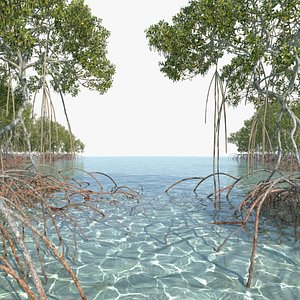 mangrove animation model