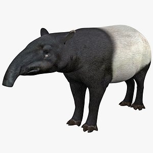 3d tapir animal modelled