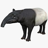 Tapir